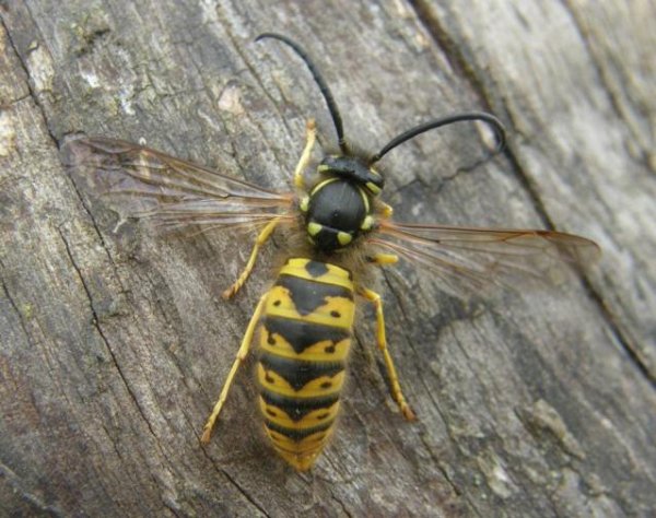Vespula germanica.jpg