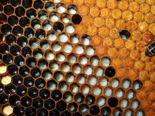 covata opercolata e non.jpg