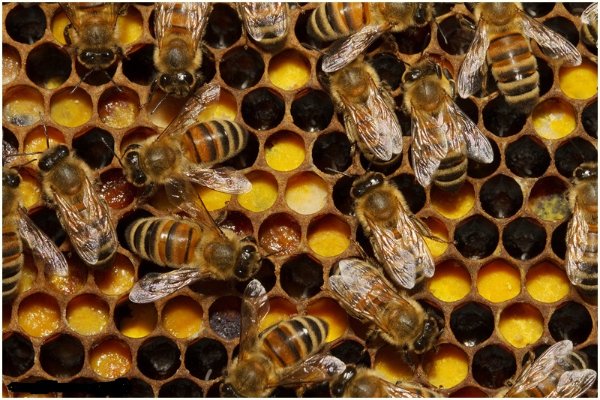 celle gialle e marroni.jpg