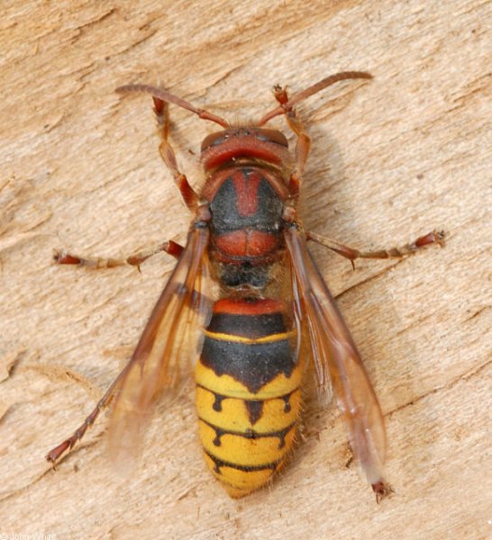 Vespa crabro.jpg