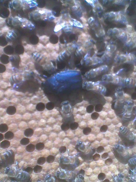 Thaumastopeus nigritus.jpg