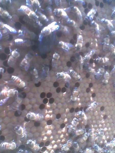 Thaumastopeus nigritus1.jpg