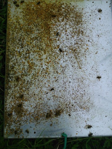 cassetto anti-varroa1.jpg