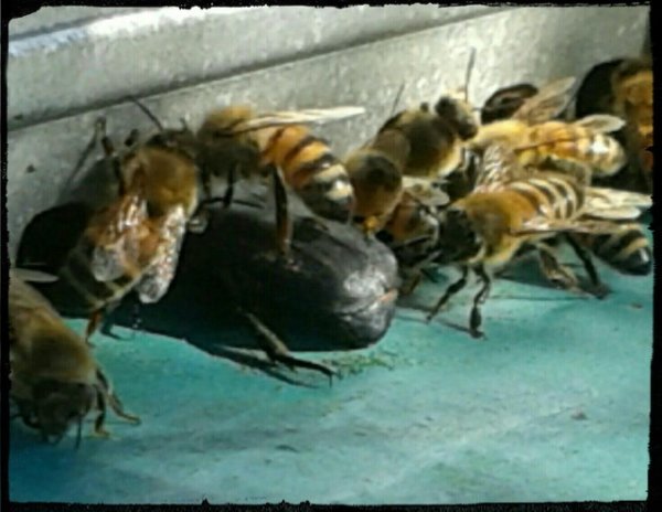 Coleottero gigante.jpg