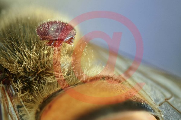 2018-04-03-17.05.08 ZS PMax.jpg