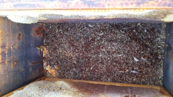 fondo arnia topo.jpg