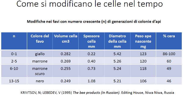 Le dimensione delle celle variano in funzione dell'età del favo