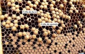 Covata da fuco e da operaia.jpg