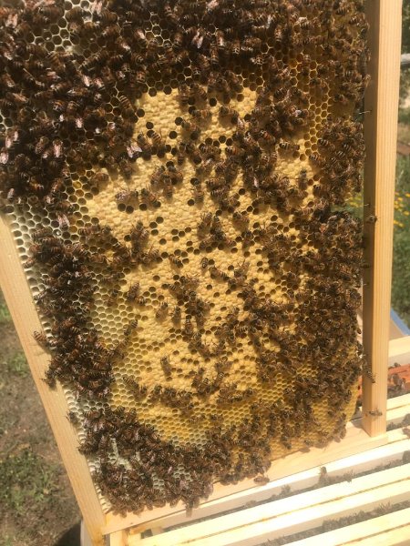 WhatsApp Image 2020-05-28 at 15.19.53.jpeg