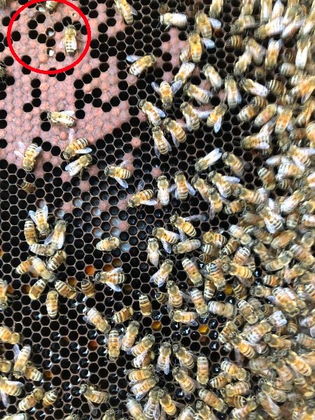 accenno di peste europea.jpg