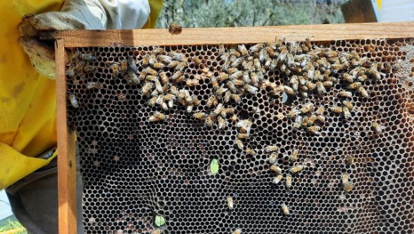 arnia vecchia (2)re.jpg