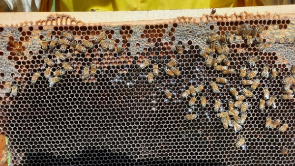 arnia vecchia (4)re.jpg