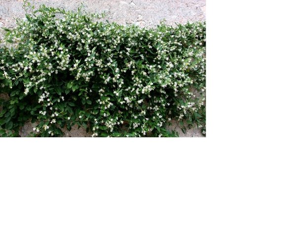 araujia sericifera1 .jpg