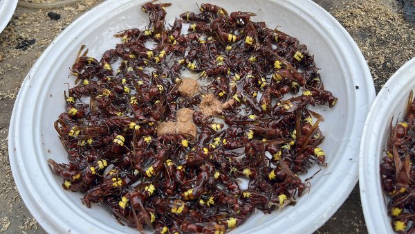 Vespa orientalis.jpg