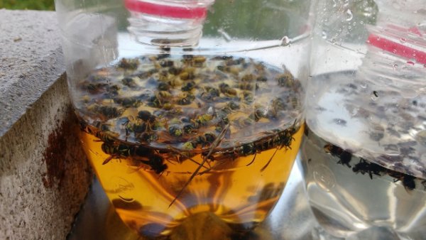 Calabroni peroni.jpg