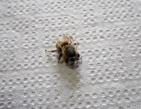 Ape con ali deformate.jpg