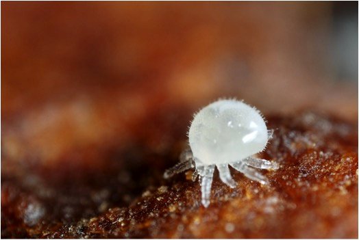 maschio di varroa.jpg