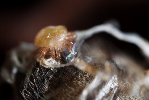 maschio di varroa adulto.jpg