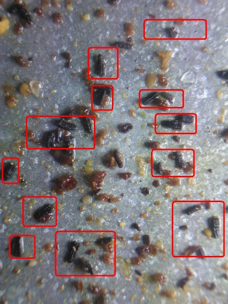 Bastoncini nel vassoio.jpg